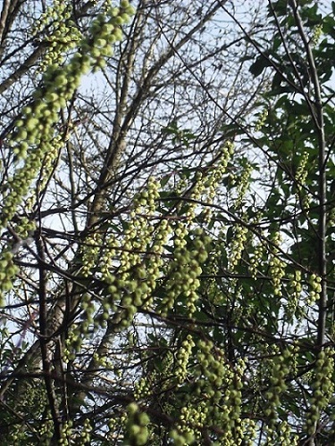 Le somptueux stachyurus
