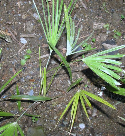 T.princeps growing under heavy shade