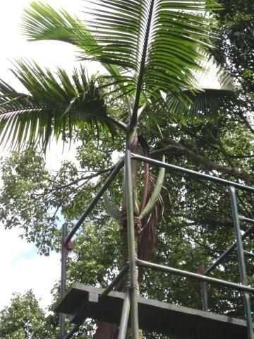 Hyophorbe amaricaulis de Curepipe ,fevrier 2008