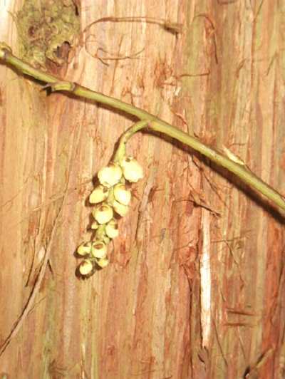 Japonica plus raide  a las plus grosses fleurs sous un cryptomeria......japonica donc peut-être dans son élément!