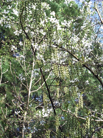 Praecox lui est un vrai petit arbre.Il fait au moins six mètres de haut alors que les livres l'annoncent à 2M!