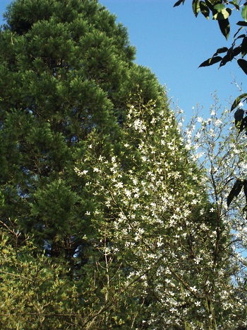 Une vingtaine de mètres devant le sequoia qui en atteint 30!