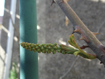 Caesalpinia japonica.Les boutons résistent jusqu'à -15!Il fleurira donc cette année si tout se passe bien!