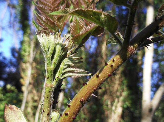 Encore un aralia dont on parle peu:elata aux allures très exotiques .Ici il dépasse les six mètres.