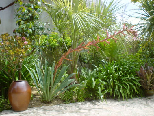Ma première floraison en 2006