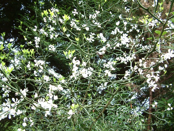 Dans le gente barbelé à fleurs:pourquoi boude-ton le poncirus qui a les plus belles fleurs parmi les agrumes?Ils l'annonce à -18 le mien a enduré -28 en 85!