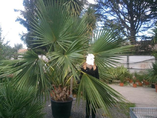 palmetto 2.jpg
