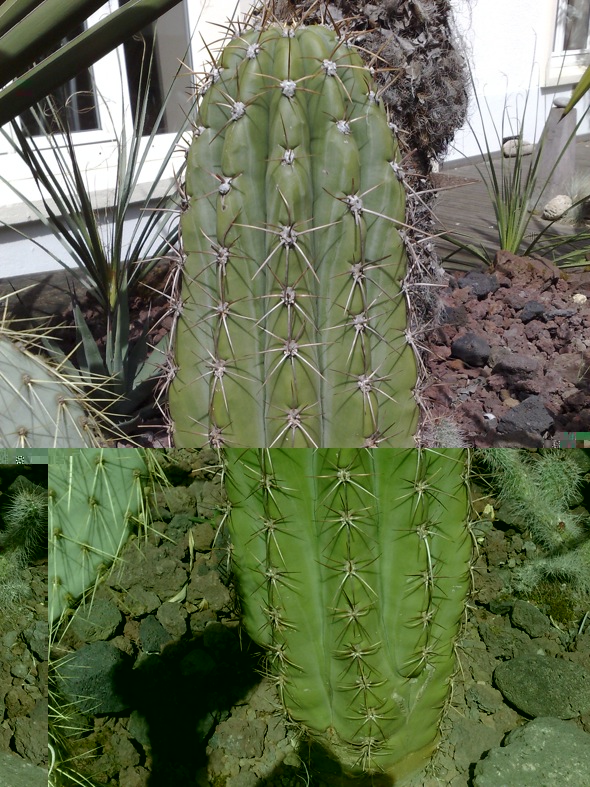 T Ter X Pasac FDP.jpg