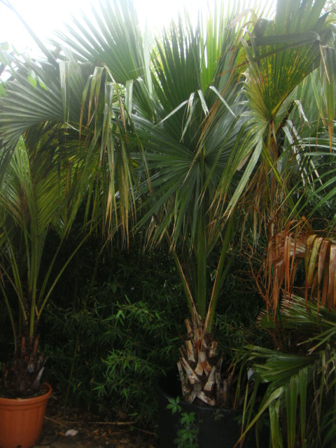 DSC04970.JPG