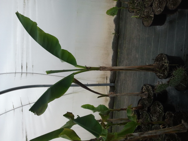 Musa mekong giant
