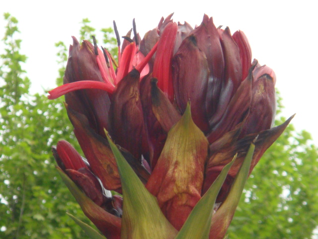 doryanthes exelsa