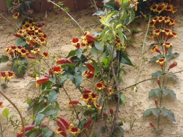 capreolata