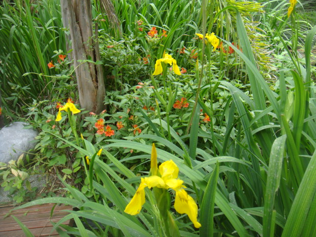 iris d'eau et alstroemeria