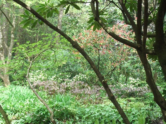 Agauche le très bel enkianthus campanulatus prêt à  fleurir