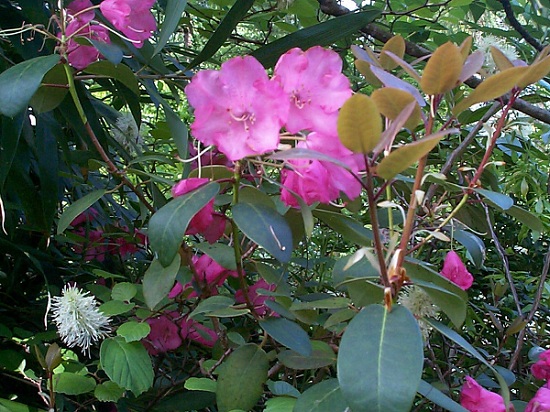 Un des rhodos les plus hâtifs après praecox avec les premières fleurs de fothergillas
