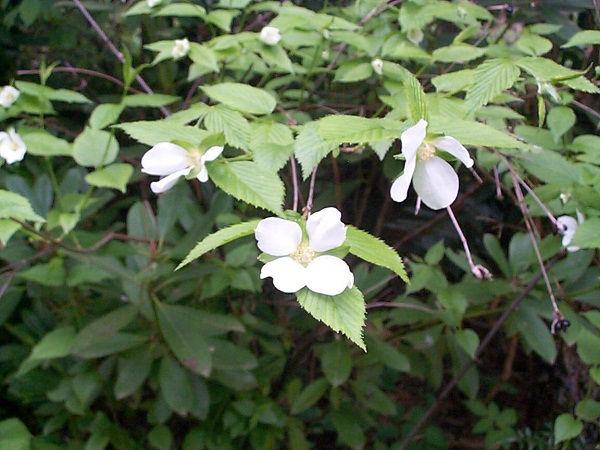 Le très délicat rhodotypos scandens il souffre un peu de la pluie...