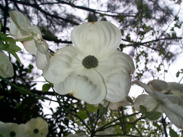 Cornus nutalii un californien très costaud aux fleurs rondes de grande taille
