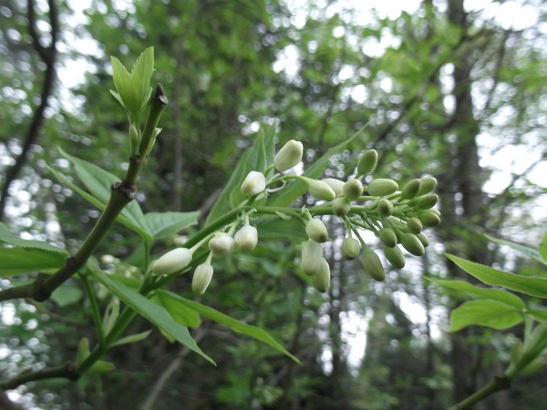Staphyllea colchica