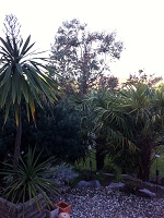 L'eucalyptus n'est plus non plus