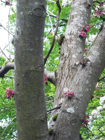 Un cercis siliquastrum qui a connu -32 en 85<br />J'adore son habitude de faire des fleurs directement sur le tronc...
