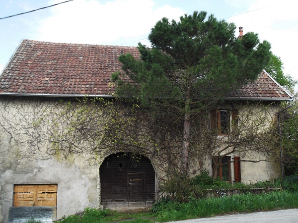 Un pinus pinea de 40 ans qui a subi le même hiver a l'état de plantule (feuillage juvénile!)