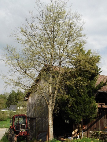 Celtis australis:le micocoulier qui a résisté lui aussi à 85!Il atteint plus de 15 mètres!