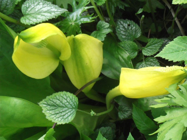 Lysichitum americanum