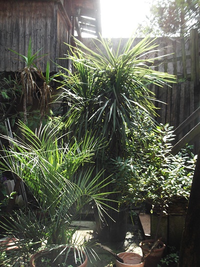 La cordyline est un peu aplatie au sommet car elle touche le plafond de la cave!