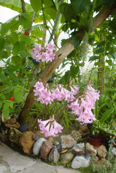 Amaryllis belladona chez Joël