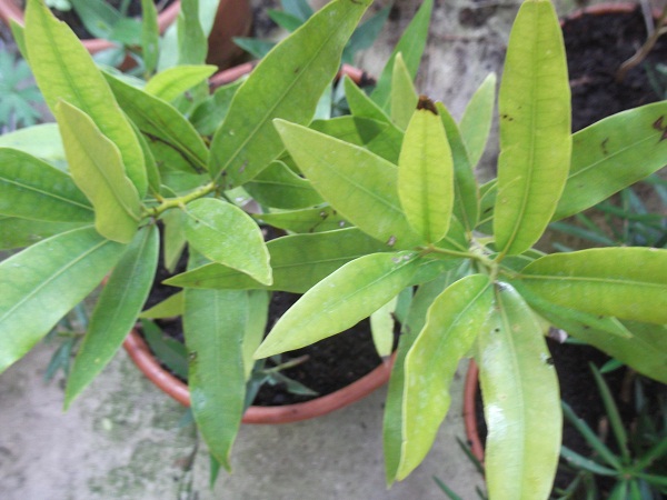 1)Umbellularia californica:Il y en a un gros à Besançon mais adossé à la serre tropicale!