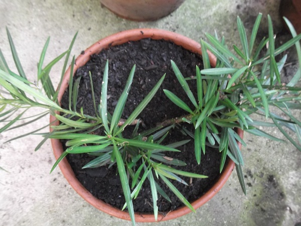 Podocarpus macrophyllus:le pépiniériste qui me l'a vendu parle de -25 mais certains bouquins sont beaucoup plus pessimistes!