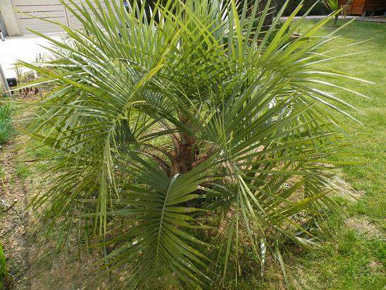 Butia Capitata