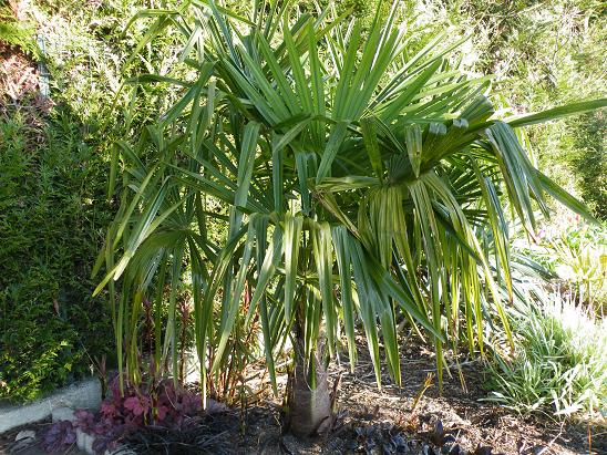 Trachycarpus Nova