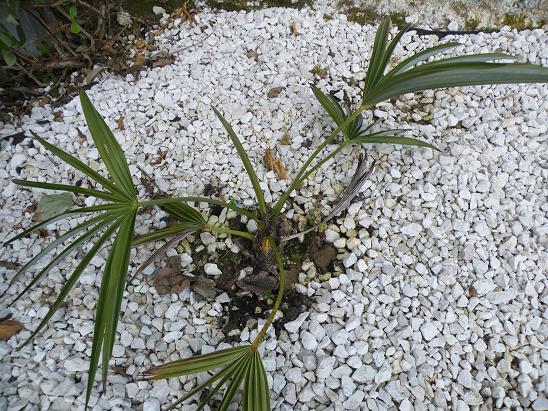 Trachycarpus Geminisectus