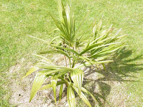 Trachycarpus sp &quot;Kumaon&quot;