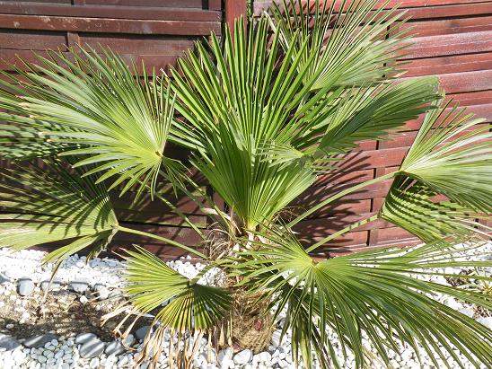 trachycarpus Wagnerianus