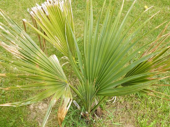 Sabal Palmetto