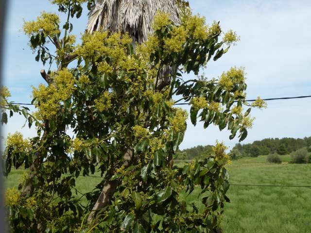 Floraison Avocatier 006_PhotoRedukto.jpg
