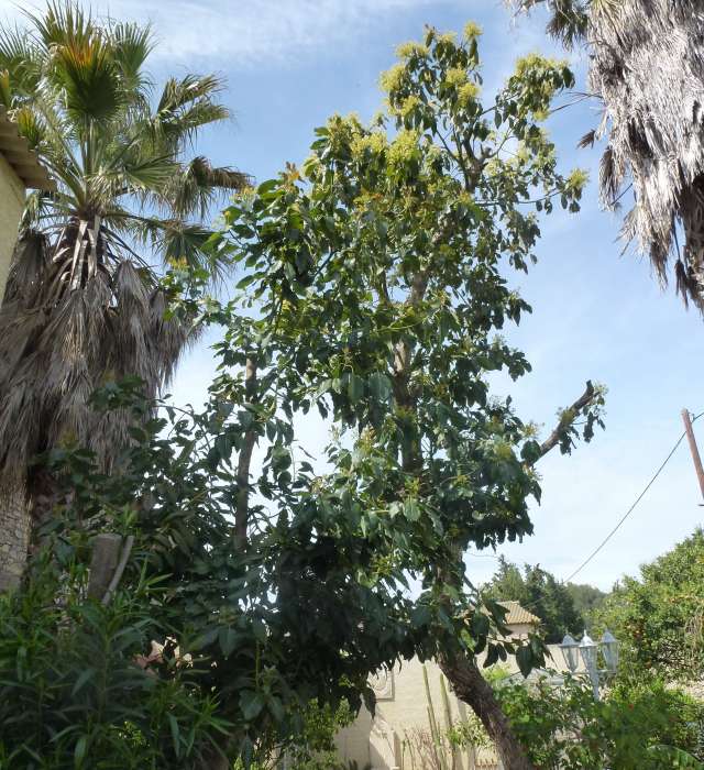 Floraison Avocatier 001_PhotoRedukto.jpg