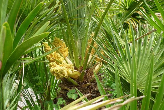 floraison chez les chamaerops humilis