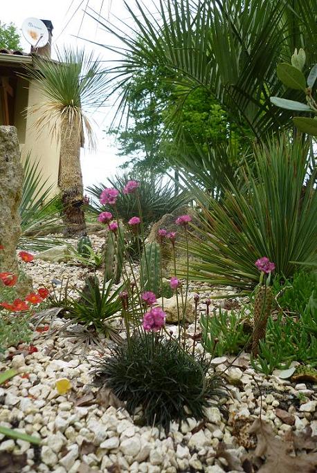 ARMERIA maritima