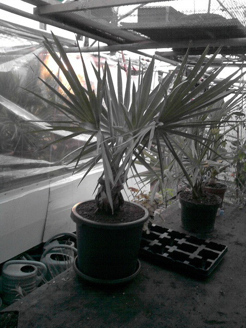 voici mon Bismarkia nobilis en pleine forme :)