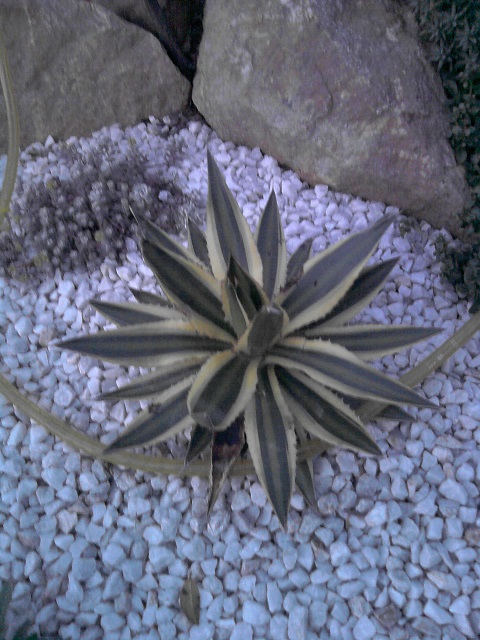 voici l'Agave lophantha 'Quadricolor' qui, (je trouve) résiste pas mal au gel.