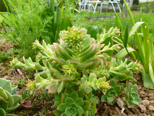 aeonium haworthii