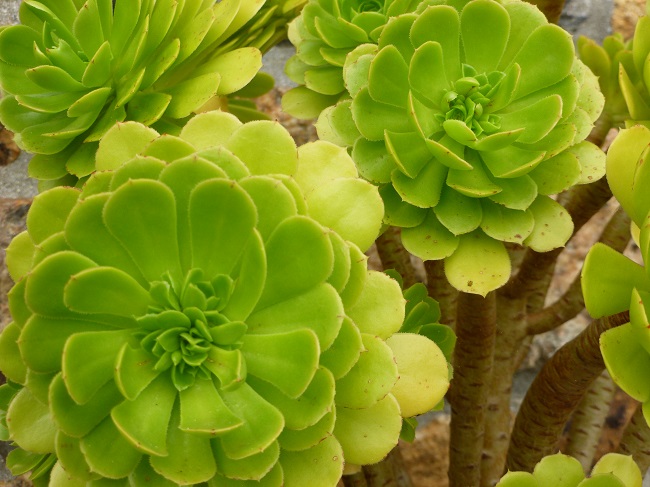 aeonium sp.