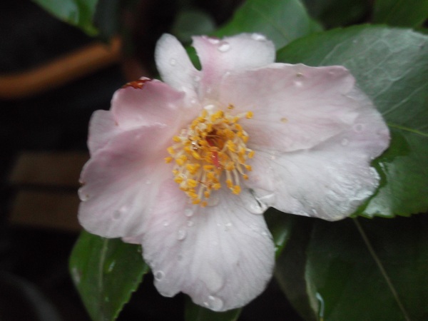 Maiden's Blush certainement le moins gélif des camellias