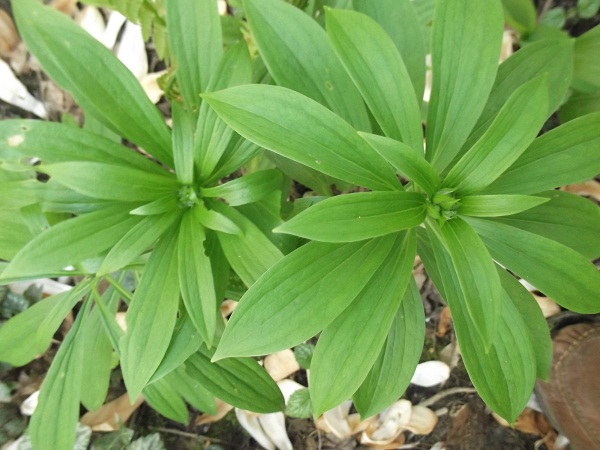 Lilium Martagon devient presque une mauvaise herbe.Il n'est pas que montagnard ici.