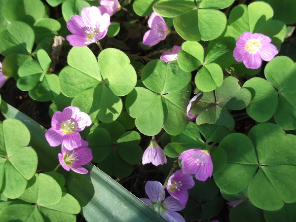 Oxalis acetosa forme rose.