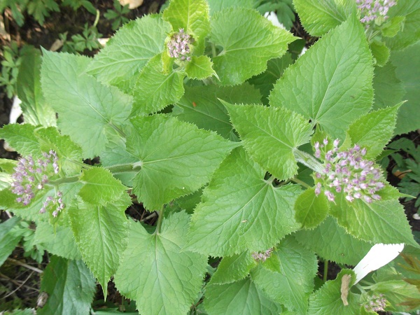 Lunaria rediviva une très belle monnaie du pape vivace qui illumine les sous-bois