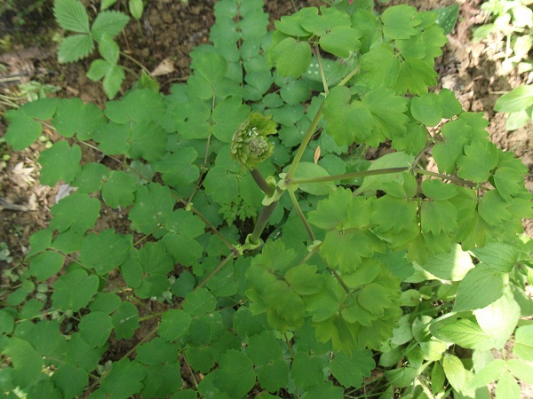 Thalictron :un très beau feuillage et une très belle fleur que je publierai dans une quinzaine...